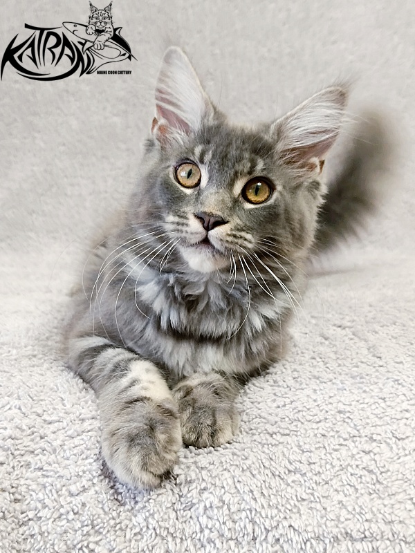Katran Helena - Kitten maine-coon 4 months