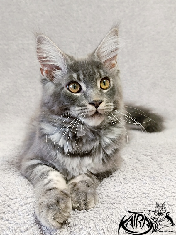 Katran Helena - Kitten maine-coon 4 months