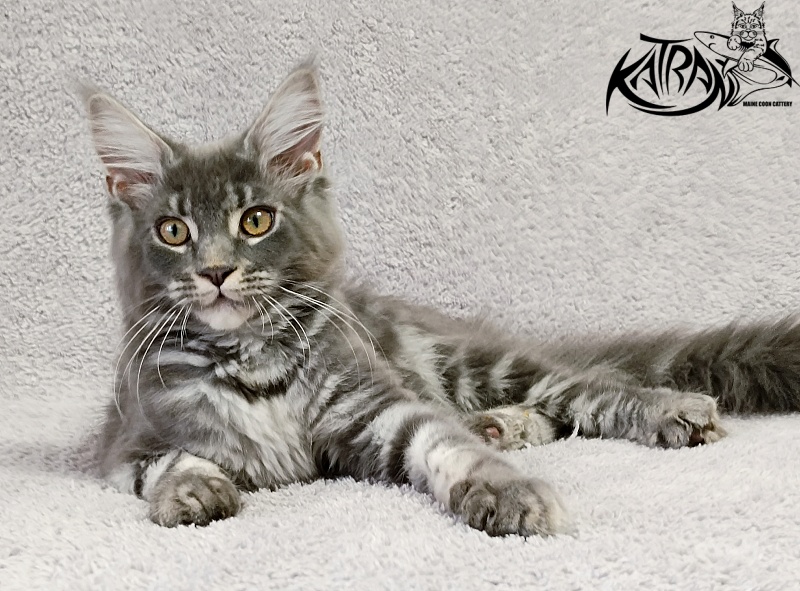 Katran Helena - Kitten maine-coon 4 months