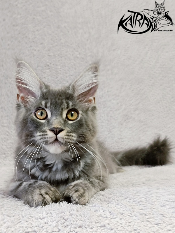 Katran Helena - Kitten maine-coon 4 months