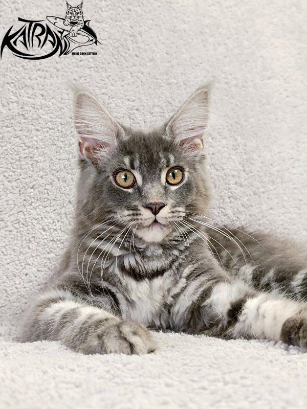 Katran Helena - Kitten maine-coon 4 months