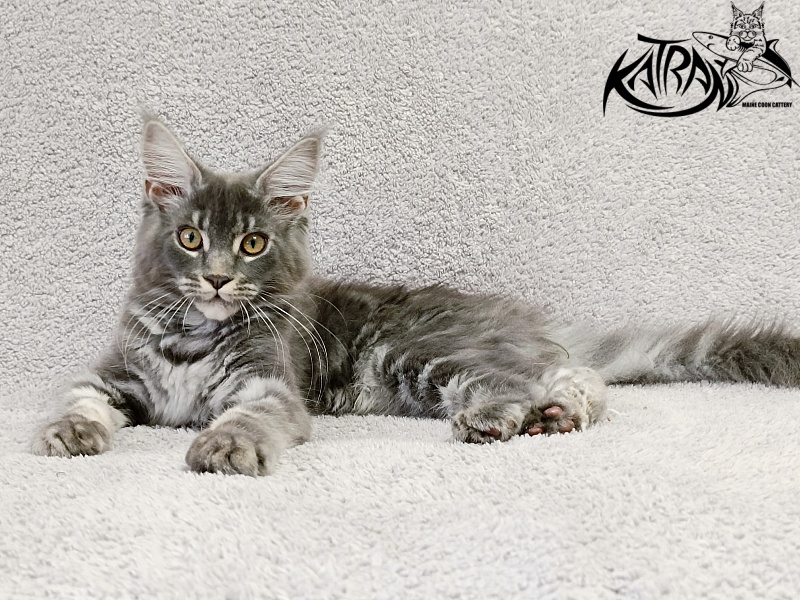 Katran Helena - Kitten maine-coon 4 months