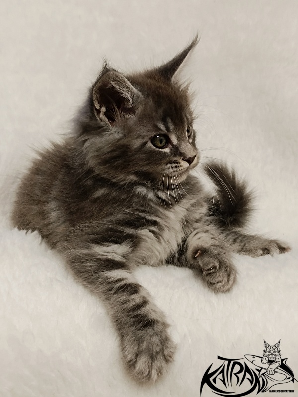 Katran Helena - Kitten maine-coon 1 month 2.5 weeks