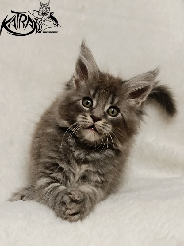 Katran Helena - Kitten maine-coon 1 month 2.5 weeks