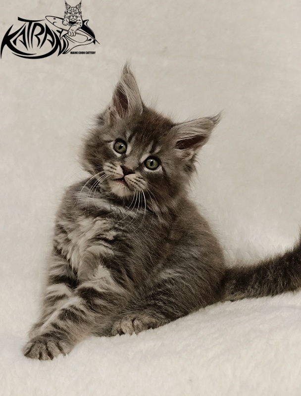 Katran Helena - Kitten maine-coon 1 month 2.5 weeks