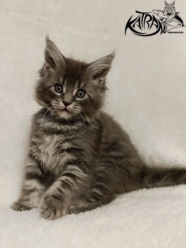 Katran Helena - Kitten maine-coon 1 month 2.5 weeks