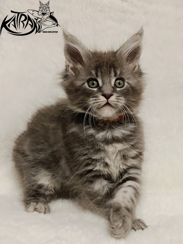 Katran Helena - Kitten maine-coon 1 month 2.5 weeks