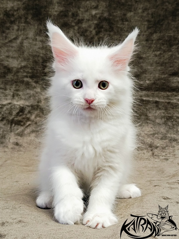 Katran Hunter - Kitten maine-coon 1 month 2.5 weeks