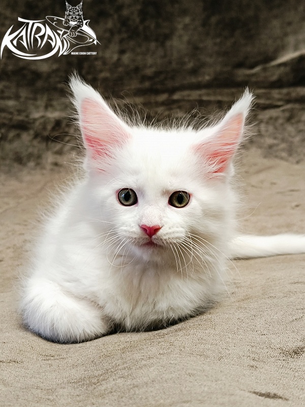 Katran Hunter - Kitten maine-coon 1 month 2.5 weeks