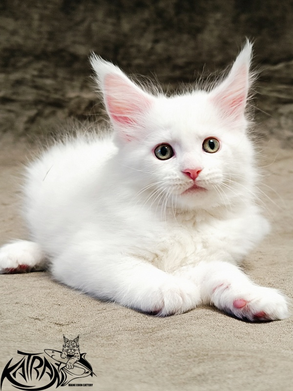 Katran Hunter - Kitten maine-coon 1 month 2.5 weeks