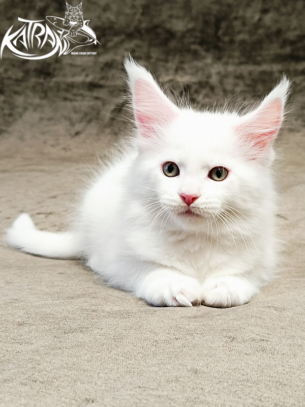 Katran Hunter - Kitten maine-coon 1 month 2.5 weeks