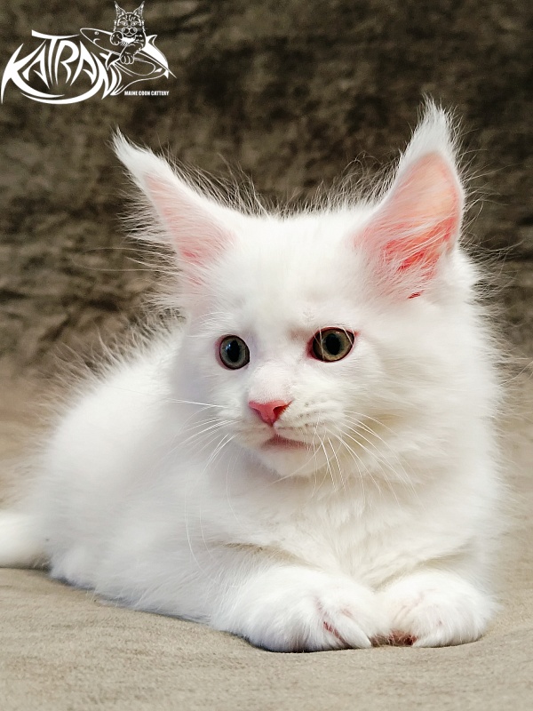 Katran Hunter - Kitten maine-coon 1 month 2.5 weeks