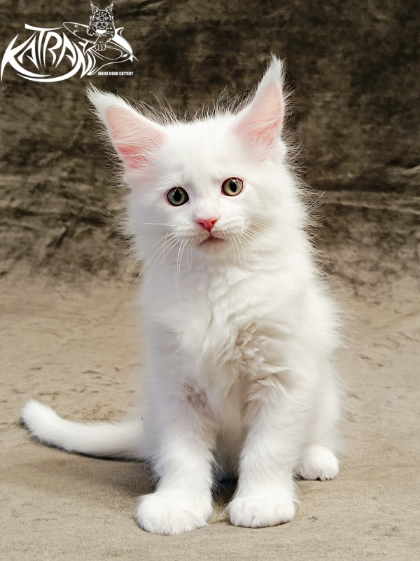 Katran Hunter - Kitten maine-coon 1 month 2.5 weeks