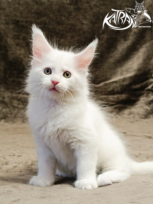Katran Hunter - Kitten maine-coon 1 month 2.5 weeks