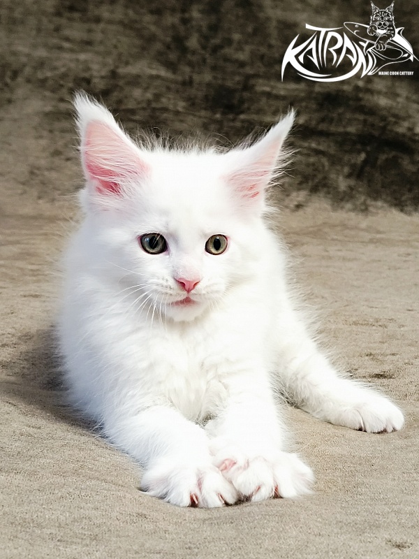 Katran Hunter - Kitten maine-coon 1 month 2.5 weeks