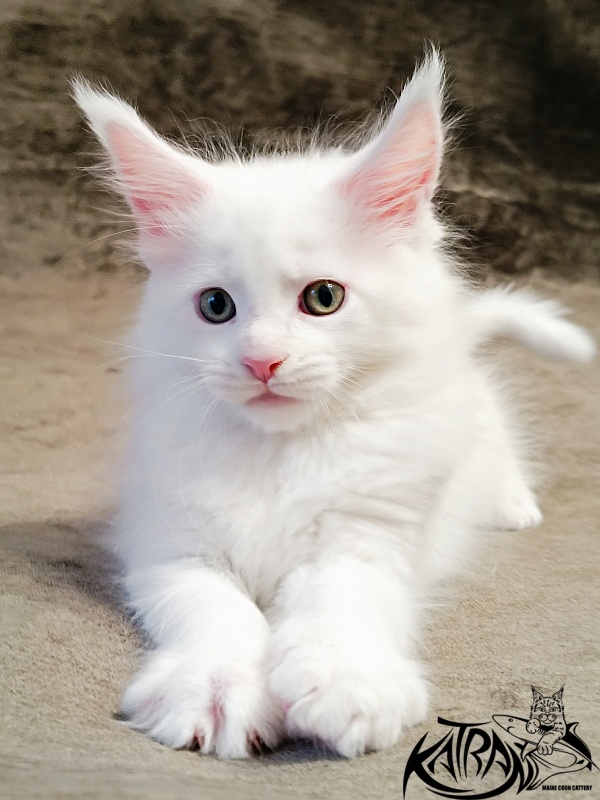 Katran Hunter - Kitten maine-coon 1 month 2.5 weeks