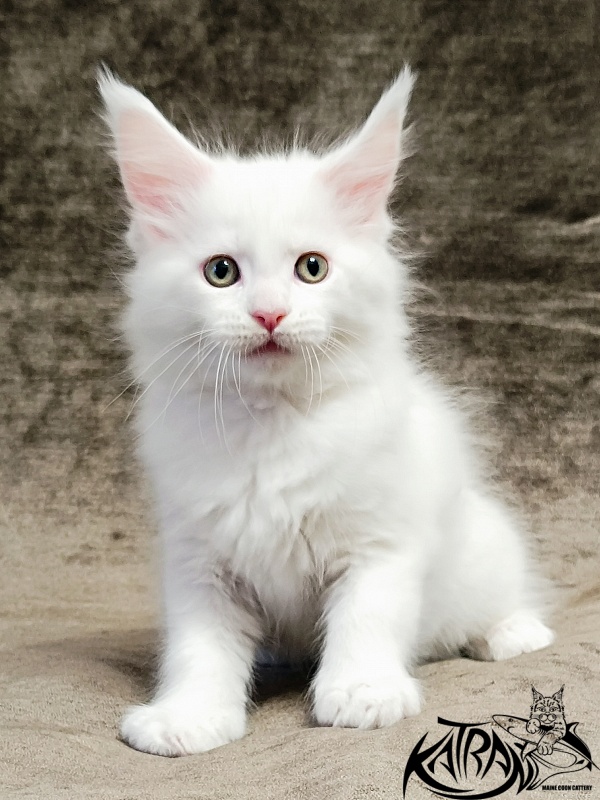 Katran Hunter - Kitten maine-coon 1 month 2.5 weeks