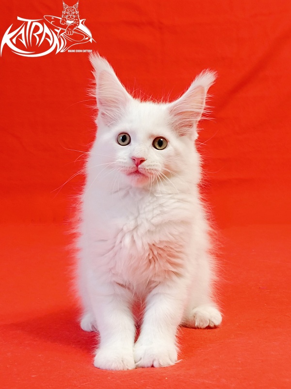 Katran Hunter - Kitten maine-coon 2 months