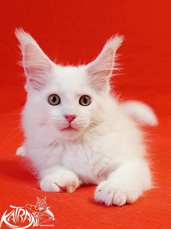 Katran Hunter - Kitten maine-coon 2 months