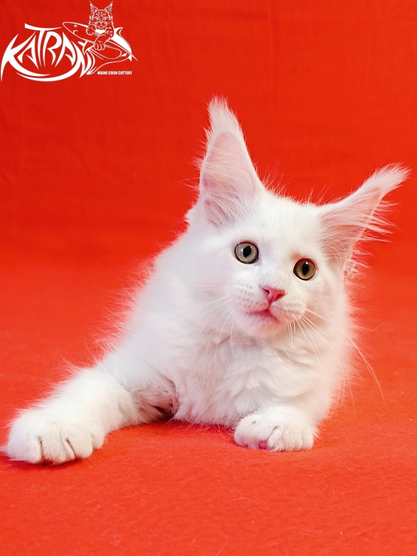 Katran Hunter - Kitten maine-coon 2 months