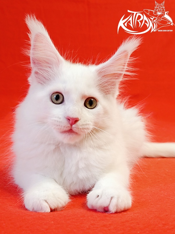 Katran Hunter - Kitten maine-coon 2 months