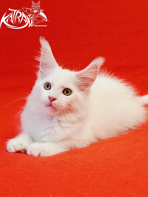 Katran Hunter - Kitten maine-coon 2 months