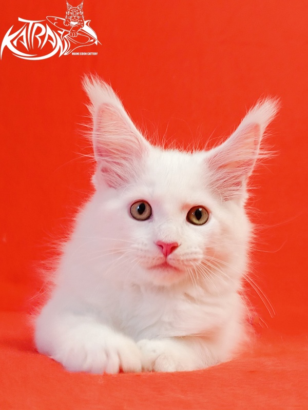 Katran Hunter - Kitten maine-coon 2 months
