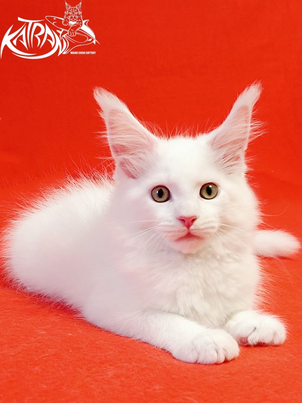 Katran Hunter - Kitten maine-coon 2 months