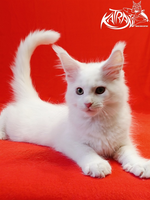 Katran Hunter - Kitten maine-coon 2 months
