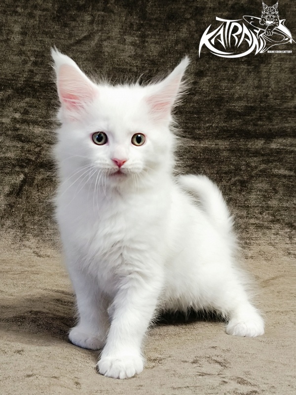 Katran Hunter - Kitten maine-coon 1 month 2.5 weeks