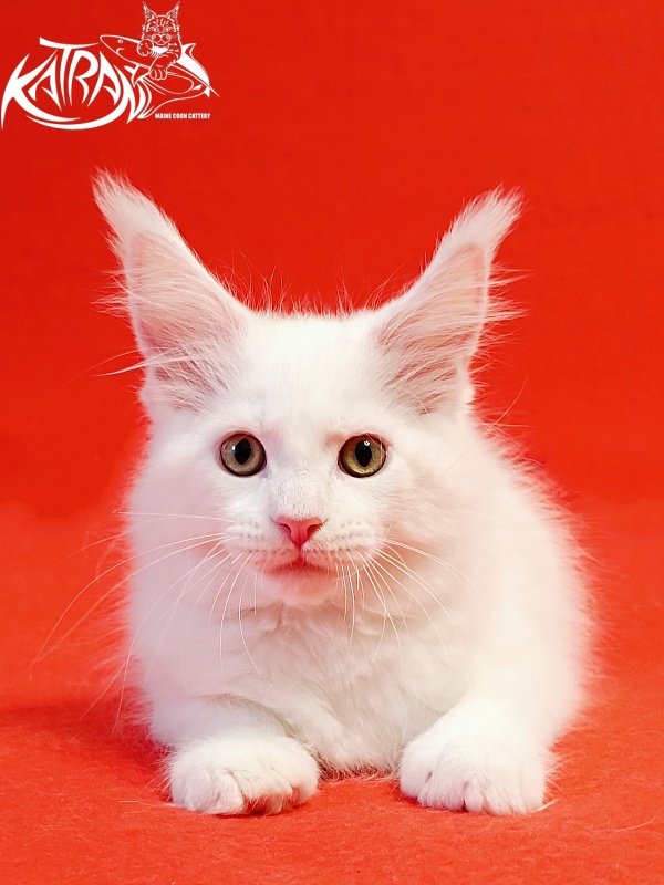 Katran Hunter - Kitten maine-coon 2 months
