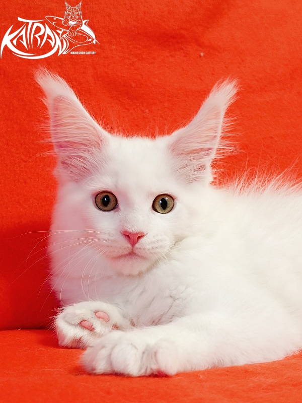 Katran Hunter - Kitten maine-coon 2 months