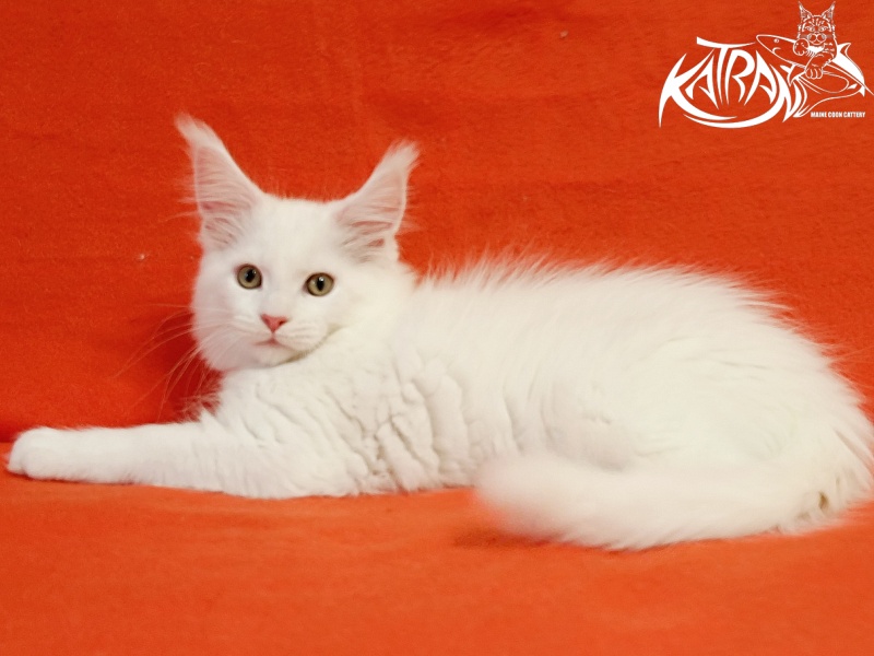 Katran Hunter - Kitten maine-coon 2 months