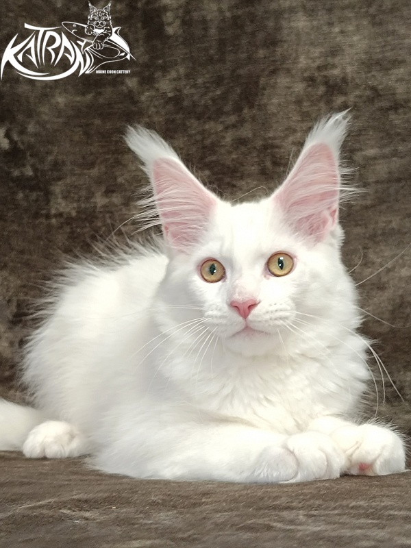 Katran Hunter - Kitten maine-coon 3 months