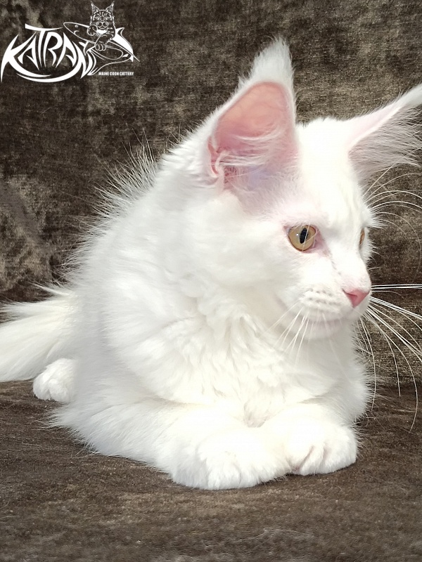 Katran Hunter - Kitten maine-coon 3 months