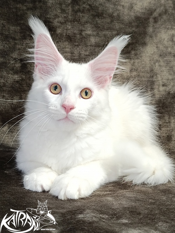 Katran Hunter - Kitten maine-coon 3 months