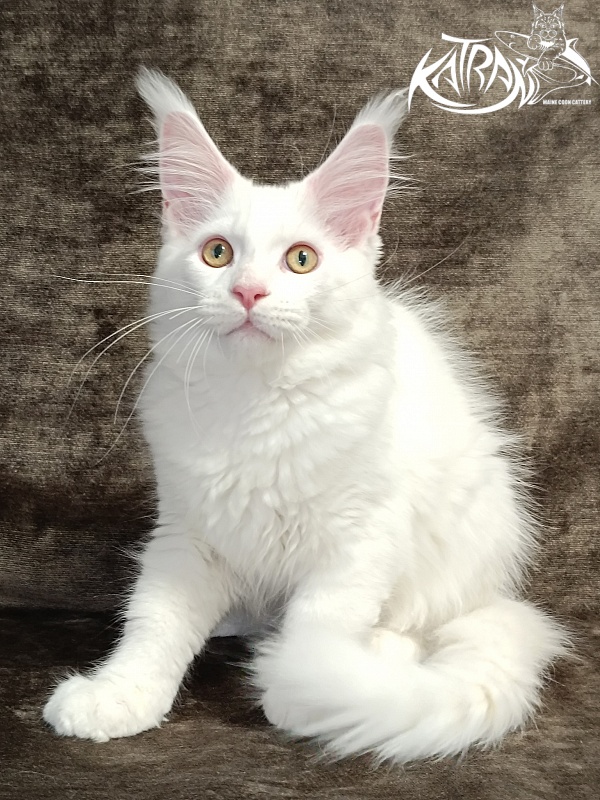 Katran Hunter - Kitten maine-coon 3 months