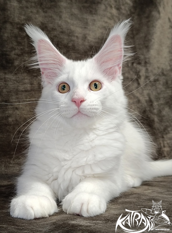 Katran Hunter - Kitten maine-coon 3 months