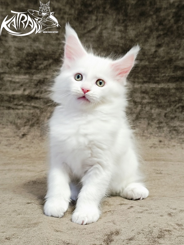 Katran Hunter - Kitten maine-coon 1 month 2.5 weeks
