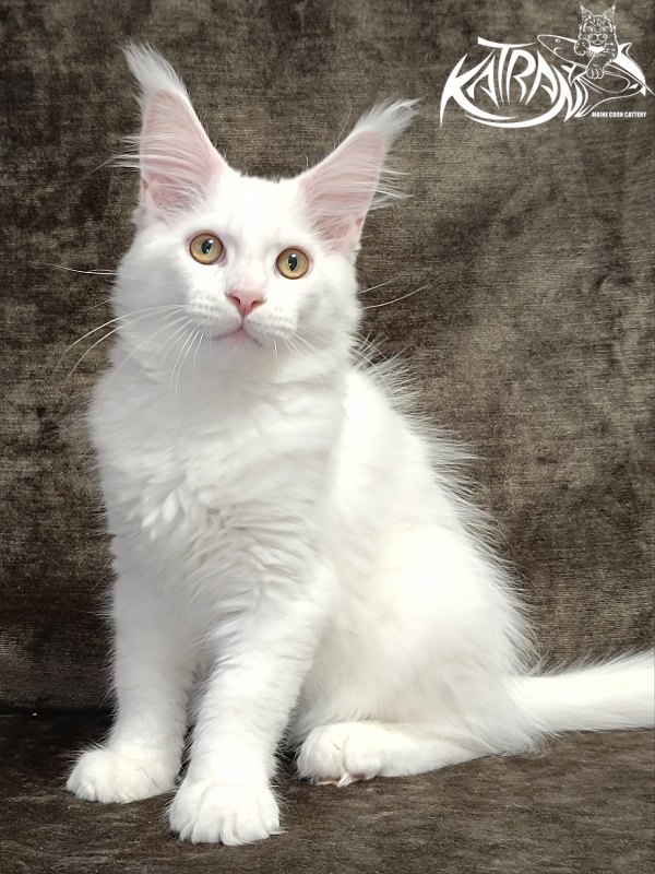 Katran Hunter - Kitten maine-coon 3 months