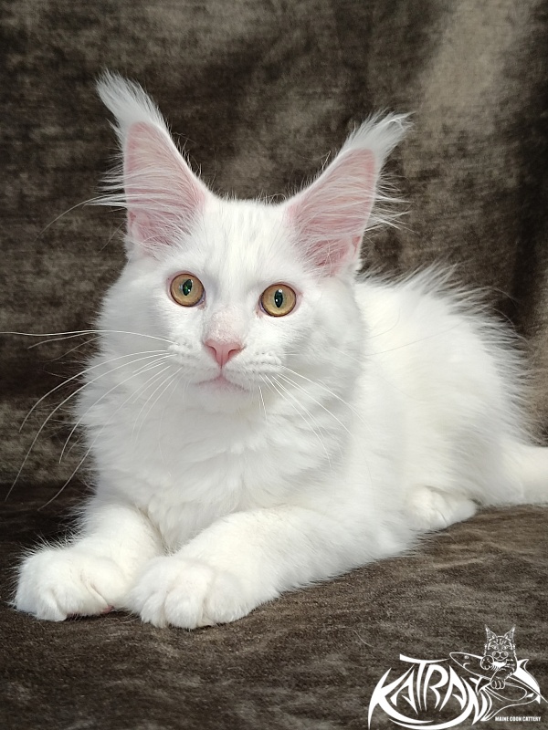 Katran Hunter - Kitten maine-coon 3 months