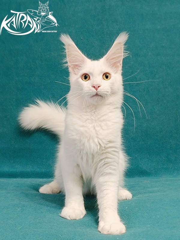 Katran Hunter - Kitten maine-coon 4 months