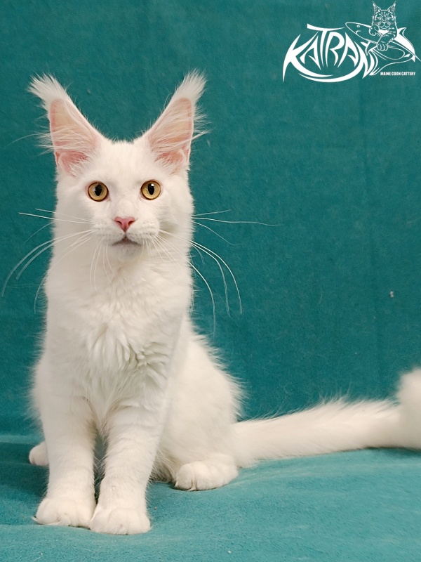 Katran Hunter - Kitten maine-coon 4 months