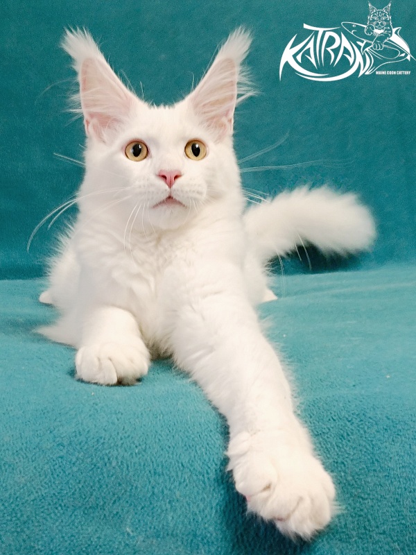 Katran Hunter - Kitten maine-coon 4 months