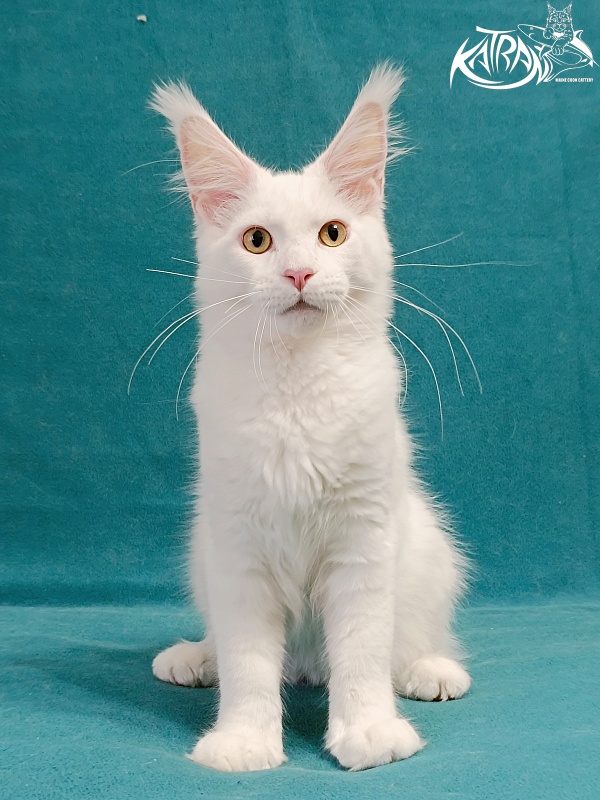 Katran Hunter - Kitten maine-coon 4 months