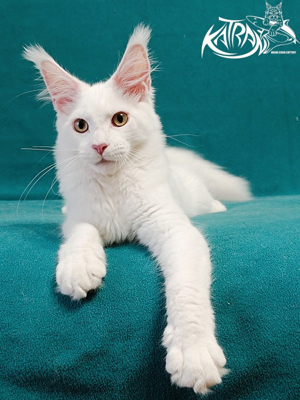 Katran Hunter - Kitten maine-coon 4 months