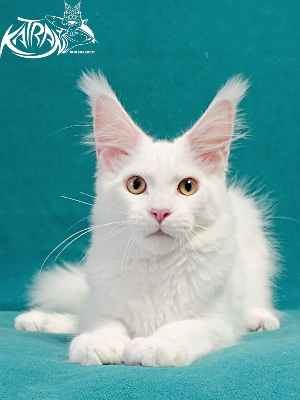 Katran Hunter - Kitten maine-coon 4 months
