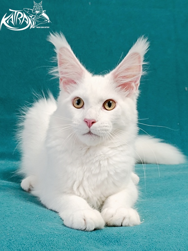 Katran Hunter - Kitten maine-coon 4 months