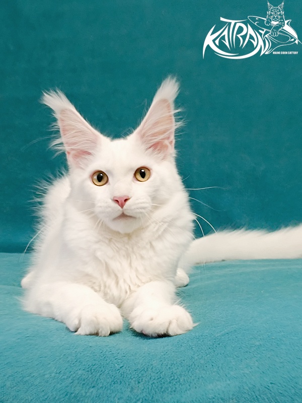 Katran Hunter - Kitten maine-coon 4 months