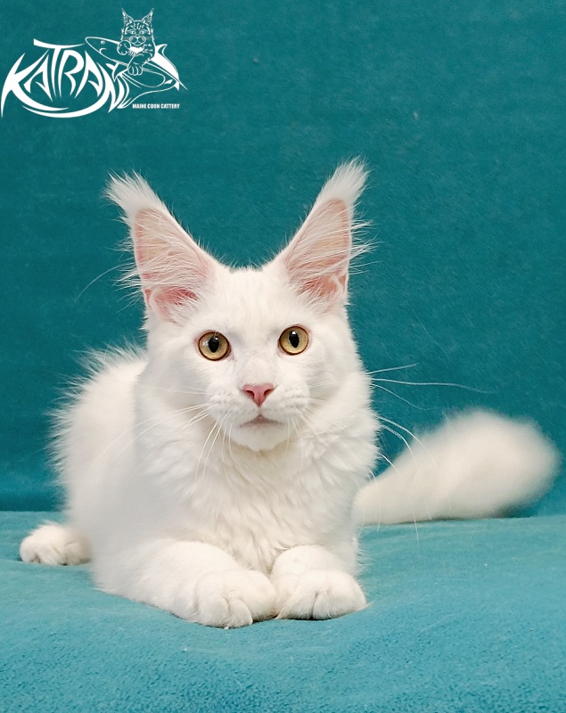Katran Hunter - Kitten maine-coon 4 months
